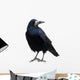 Black Raven Snow
