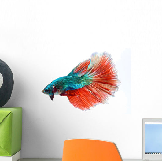 Halfmoon Betta Fighting Fish Wall Decal