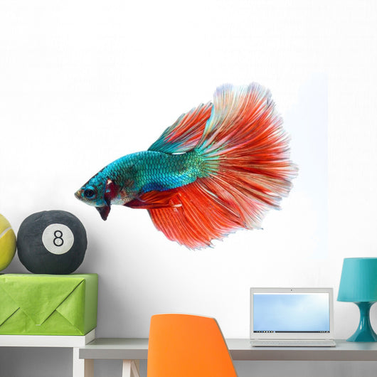 Halfmoon Betta Fighting Fish Wall Decal