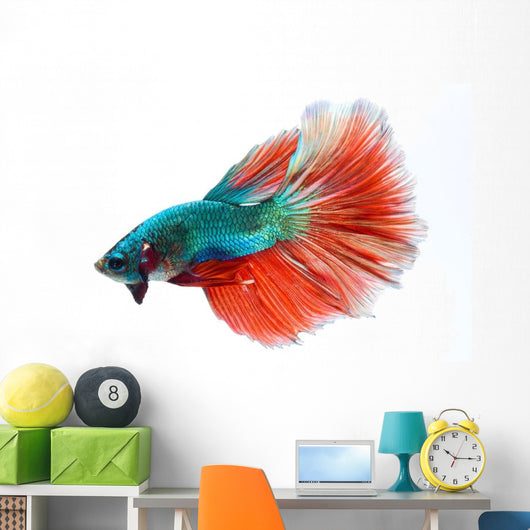 Halfmoon Betta Fighting Fish Wall Decal