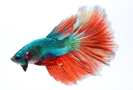 Halfmoon Betta Fighting Fish Wall Decal
