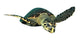Hawksbill Sea Turtle Swimming Wall Decal