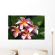 Red Plumeria Wall Mural