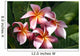 Red Plumeria Wall Mural