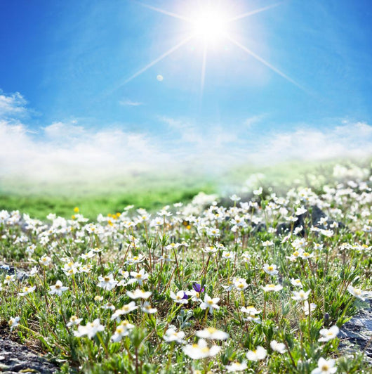 Meadow