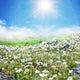 Meadow