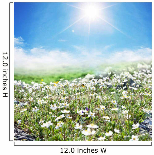 Meadow