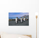 King Penguins Walk Among Elephant Seals Resting Wall Mural