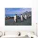 King Penguins Walk Among Elephant Seals Resting Wall Mural