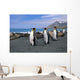 King Penguins Walk Among Elephant Seals Resting Wall Mural