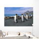 King Penguins Walk Among Elephant Seals Resting Wall Mural