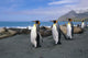King Penguins Walk Among Elephant Seals Resting Wall Mural