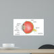 eye anatomy Wall Mural