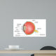 eye anatomy Wall Mural