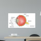eye anatomy Wall Mural