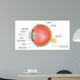 eye anatomy Wall Mural