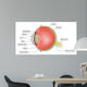 eye anatomy Wall Mural