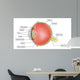 eye anatomy Wall Mural