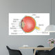 eye anatomy Wall Mural