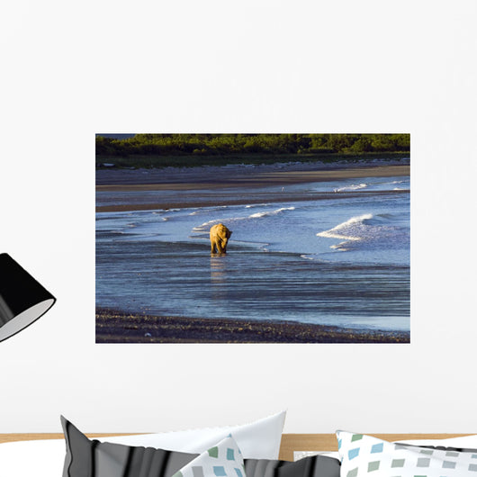 Brown Bear Walks Along The Shoreline Wall Mural