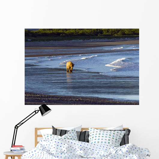 Brown Bear Walks Along The Shoreline Wall Mural
