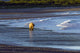 Brown Bear Walks Along The Shoreline Wall Mural