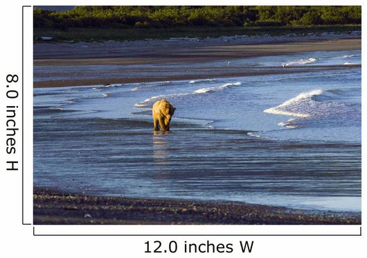 Brown Bear Walks Along The Shoreline Wall Mural