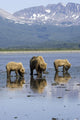 Brown Bears Digging Clams Wall Mural