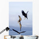 Three Bald Eagles Wall Mural