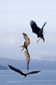 Three Bald Eagles Wall Mural