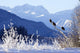 Bald Eagles Perched Wall Mural