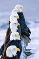 Six Bald Eagles Perched Wall Mural