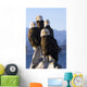 Several Adult Bald Ealges Perched Wall Mural