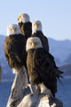 Several Adult Bald Ealges Perched Wall Mural