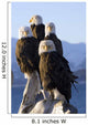 Several Adult Bald Ealges Perched Wall Mural