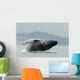 Humpback Whale Breaching Near Juneau During Summer In Southeast Alaska Wall Mural