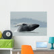 Humpback Whale Breaching Near Juneau During Summer In Southeast Alaska Wall Mural