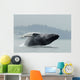 Humpback Whale Breaching Near Juneau During Summer In Southeast Alaska Wall Mural