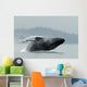 Humpback Whale Breaching Near Juneau During Summer In Southeast Alaska Wall Mural