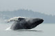 Humpback Whale Breaching Near Juneau During Summer In Southeast Alaska Wall Mural