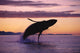 Humpback Whale Breaching @ Sunset Composite Se Ak Wall Mural