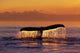 Humpback Whale Fluke @ Sunset Inside Passage Se Ak Summer Wall Mural