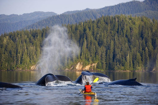 Man Sea Kayaking Wall Mural