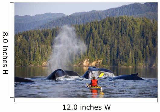 Man Sea Kayaking Wall Mural