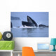 Humpback Whales Lunge Feeding Wall Mural