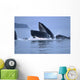 Humpback Whales Lunge Feeding Wall Mural
