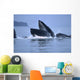 Humpback Whales Lunge Feeding Wall Mural
