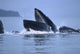 Humpback Whales Lunge Feeding Wall Mural