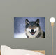 Wolf Portrait Captive Winter Wall Mural