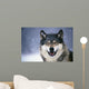 Wolf Portrait Captive Winter Wall Mural